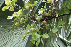 Careya arborea